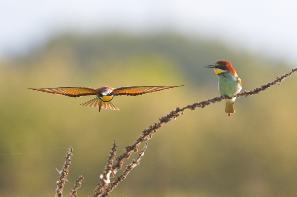 Foto ai gruccioni di quest''anno